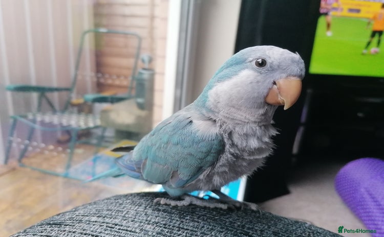 Parrots birds - Advert 5