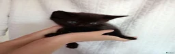 Mixed Breed cats for sale: Beautiful Mixed Litter of 7 Kittens - Advert 8
