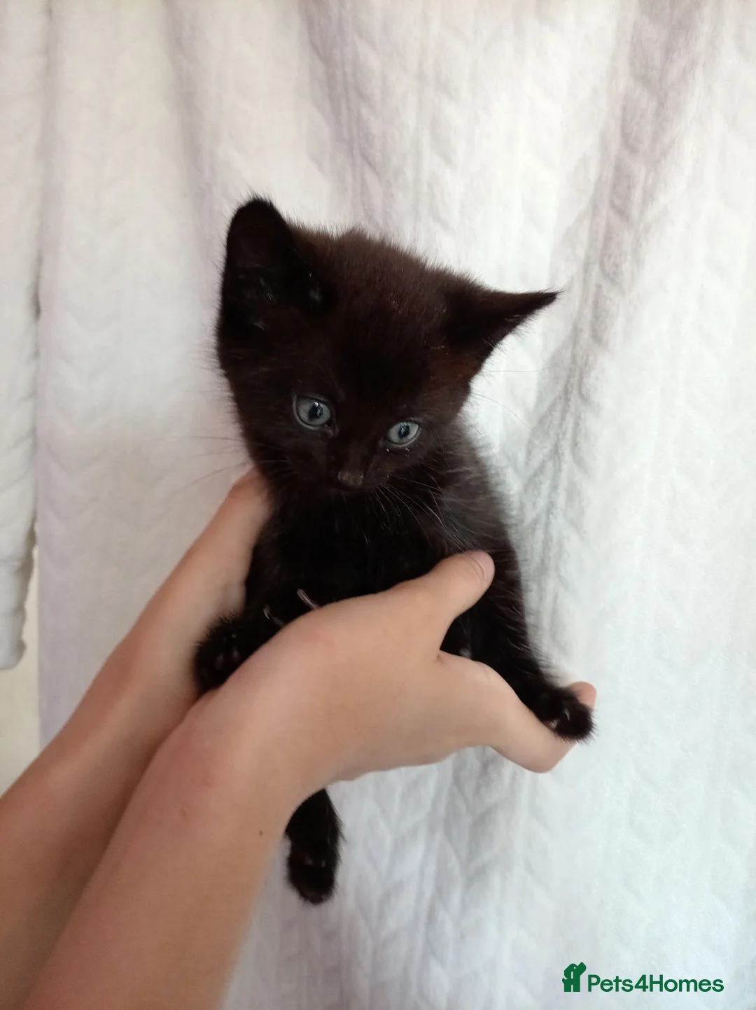 Mixed Breed cats for sale: Beautiful Mixed Litter of 7 Kittens - Advert 8