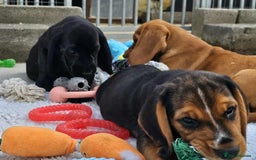 Bocker dogs for sale: Beautiful Bocker Boys - Ready Now - Image 16