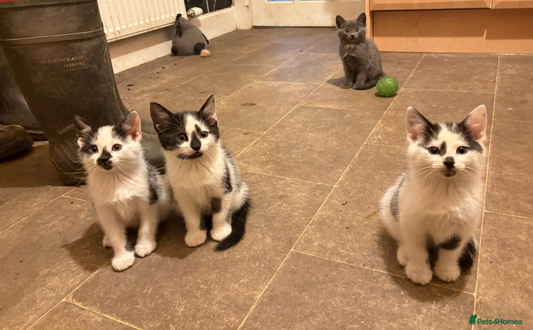 Domestic Shorthair cats - Advert 7