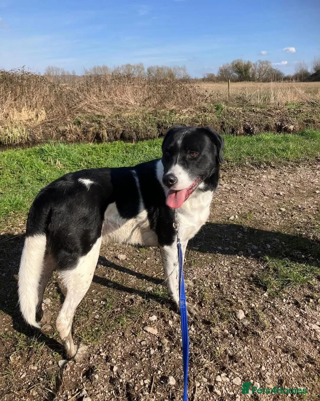 Mixed Breed dogs for adoption: 💙Caleb - our gentle giant💙 in Caldicot - Advert 9