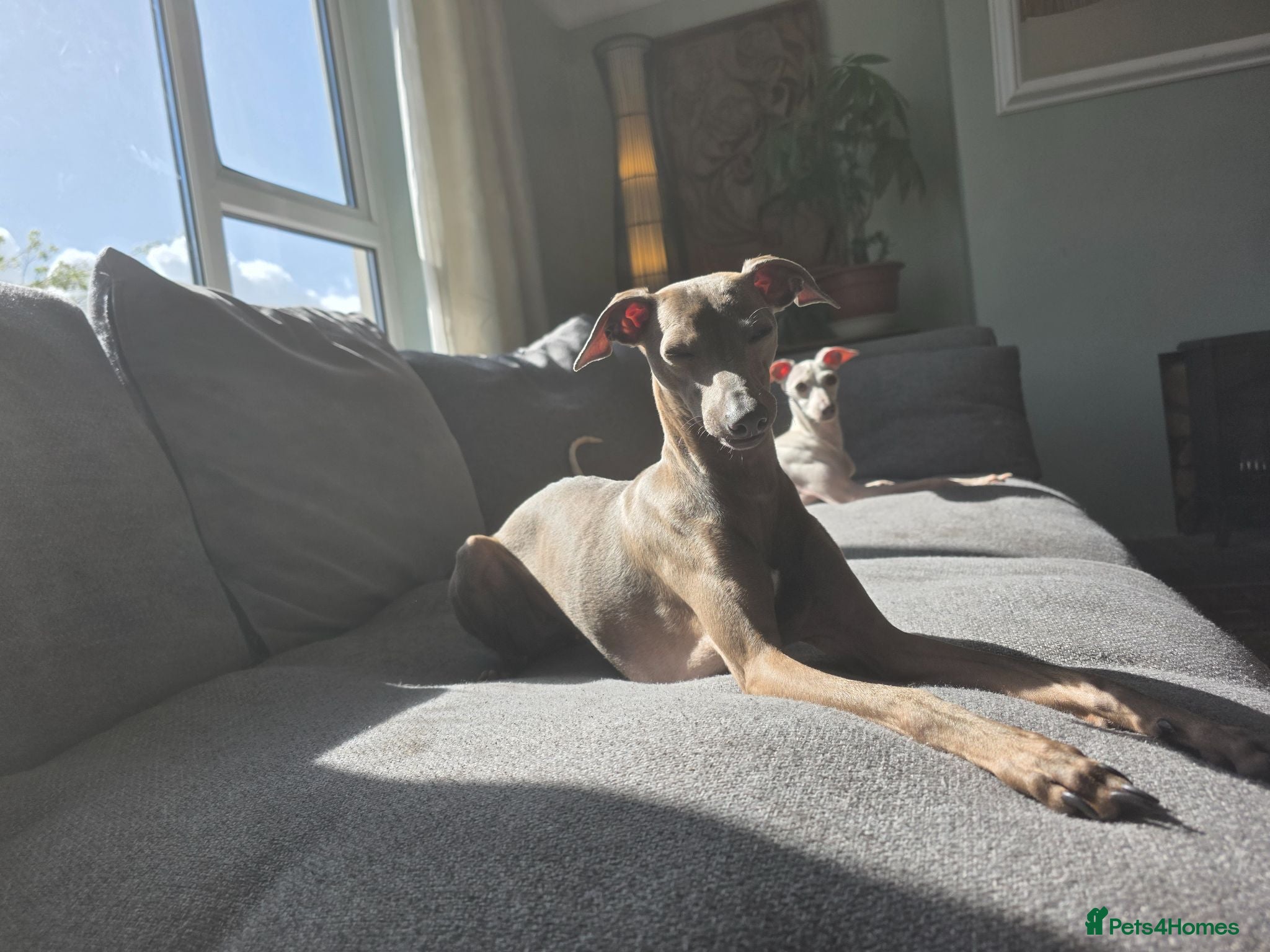 Italian Greyhound dogs Stunning Italian Greyhound Puppies  - Advert 7