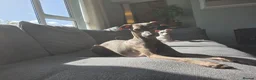Italian Greyhound dogs for sale: Stunning Italian Greyhound Puppies  - Advert 4