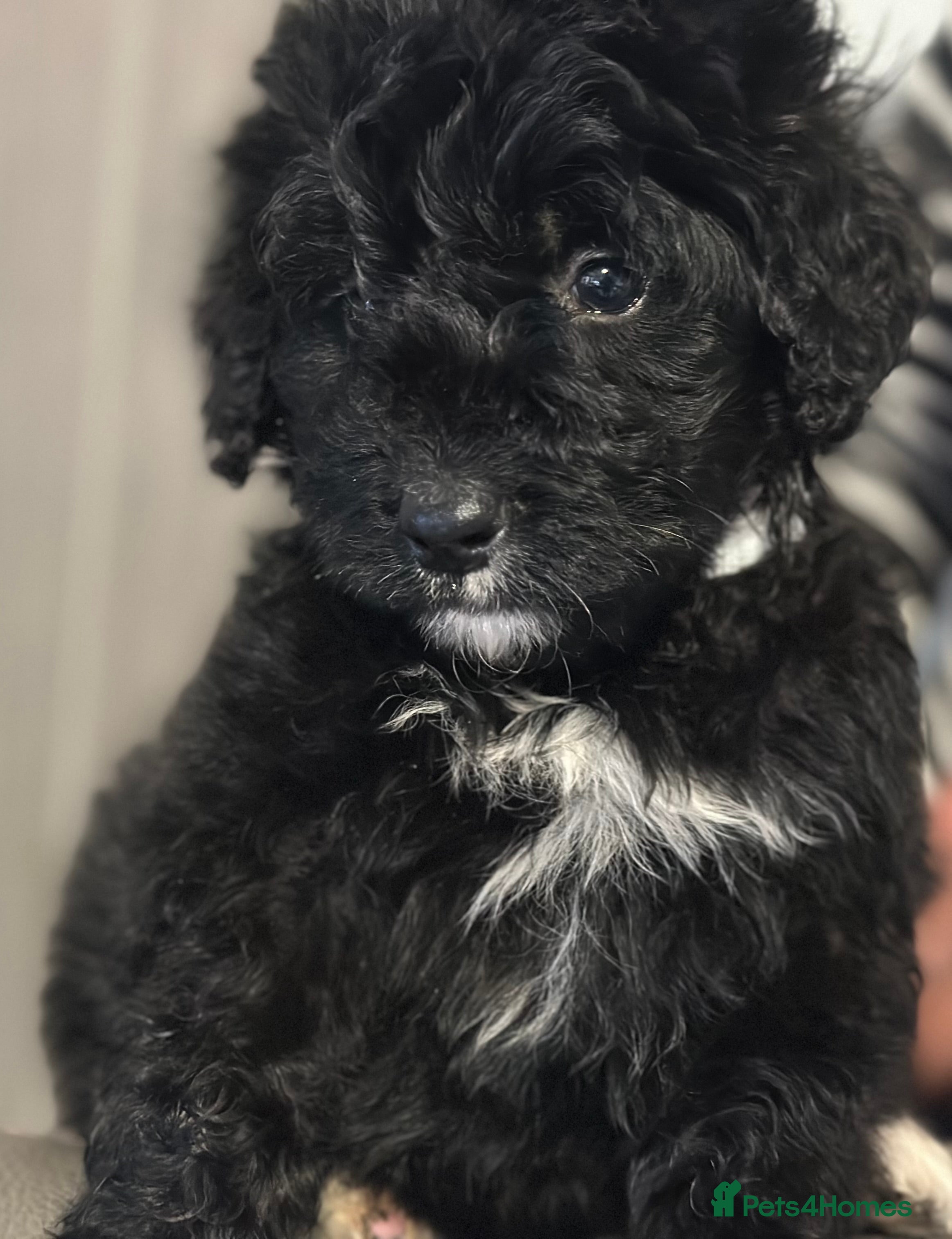 Bernedoodle dogs F1 STANDARD BERNADOODLE BOYS AND GIRLS 6 WEEKS OLD - Advert 4