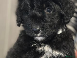 Bernedoodle dogs F1 STANDARD BERNADOODLE BOYS AND GIRLS 6 WEEKS OLD - Advert 4