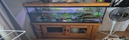 Axolotl reptiles for sale: Breeding pair of axolotls  - Advert 2