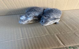 Guinea Pig rodents for sale: Baby Female Guinea Pigs - Image 3