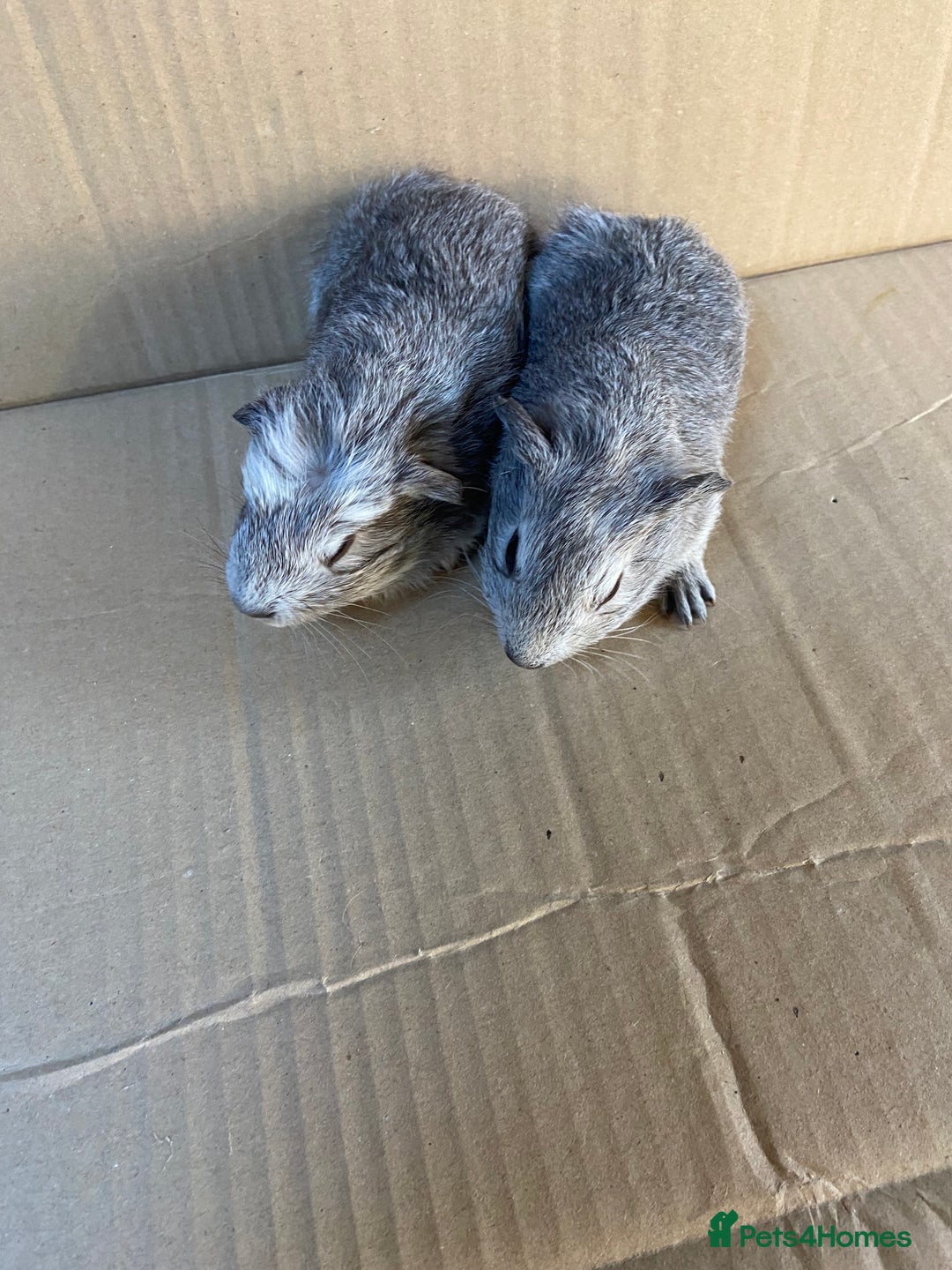 Guinea Pig rodents for sale: Baby Female Guinea Pigs - Image 3
