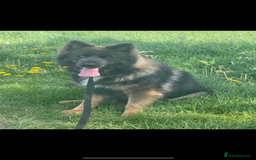 German Shepherd dogs for sale: *Top Quality, Big Chunky Pups* - Image 2