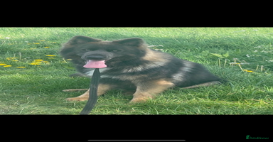 German Shepherd dogs - Advert 4