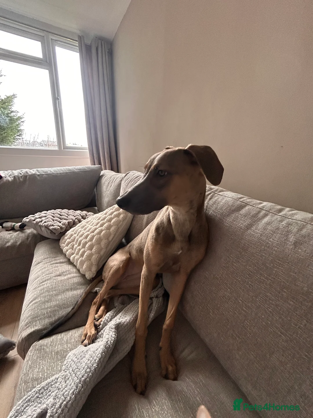 Mixed Breed dogs for sale:  Free ! 6 month puppy cane corso/ grey hound  in Chelmsford - Advert 10