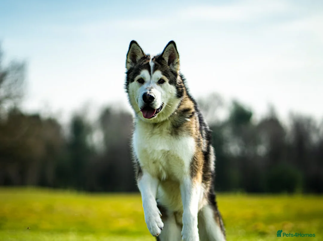 Siberian Husky dogs for stud: Beautiful proven Siberian Husky ready for stud! in Preston - Advert 13