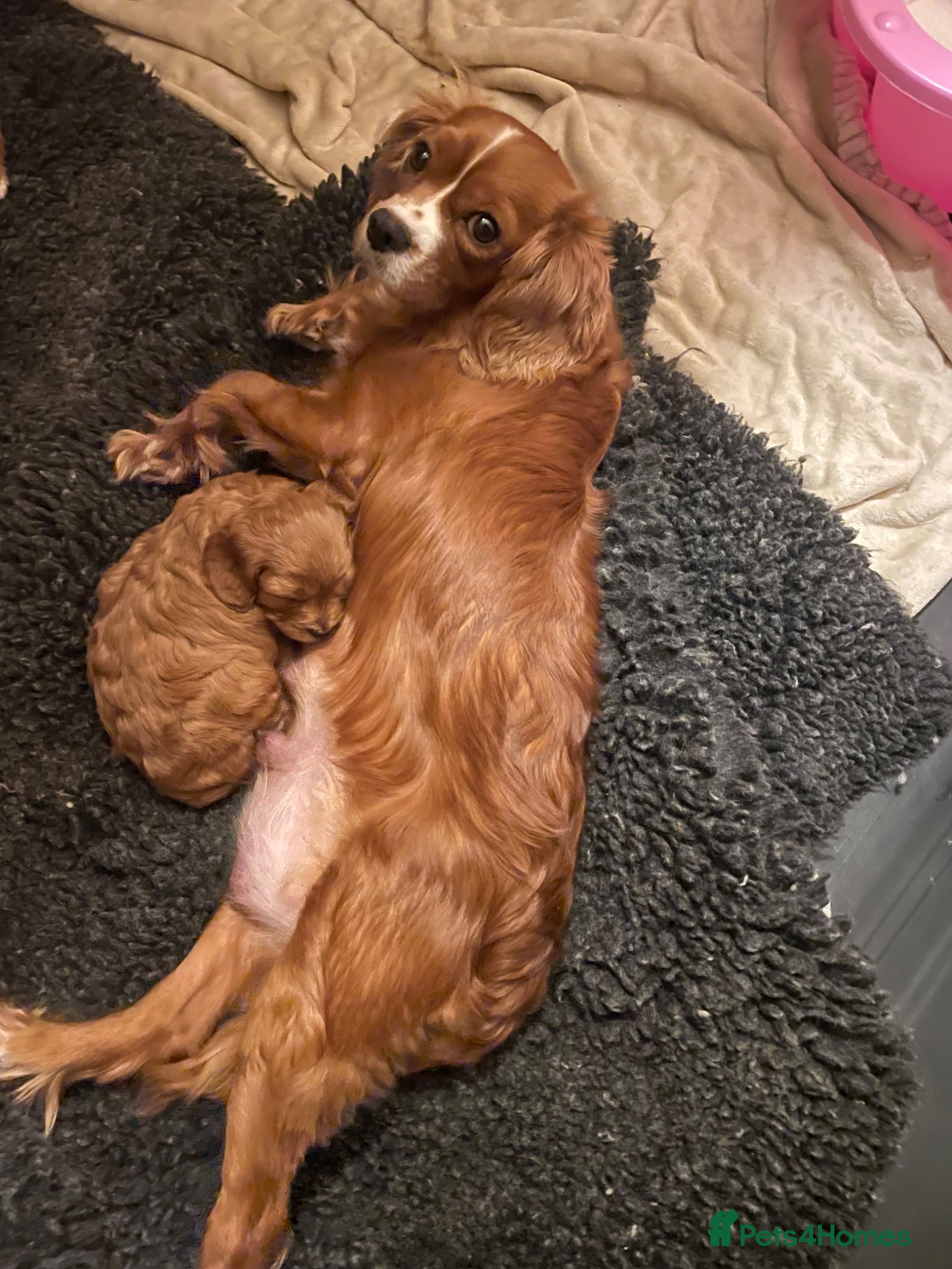 Cavapoo dogs Cavapoooo f1  - Advert 2