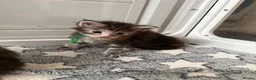 Maine Coon cats for sale: XL Red & White &  black smoke Maine Coon kittens  - Advert 7