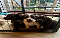 Sprocker dogs for sale: Beautiful spaniel puppies  - Image 12