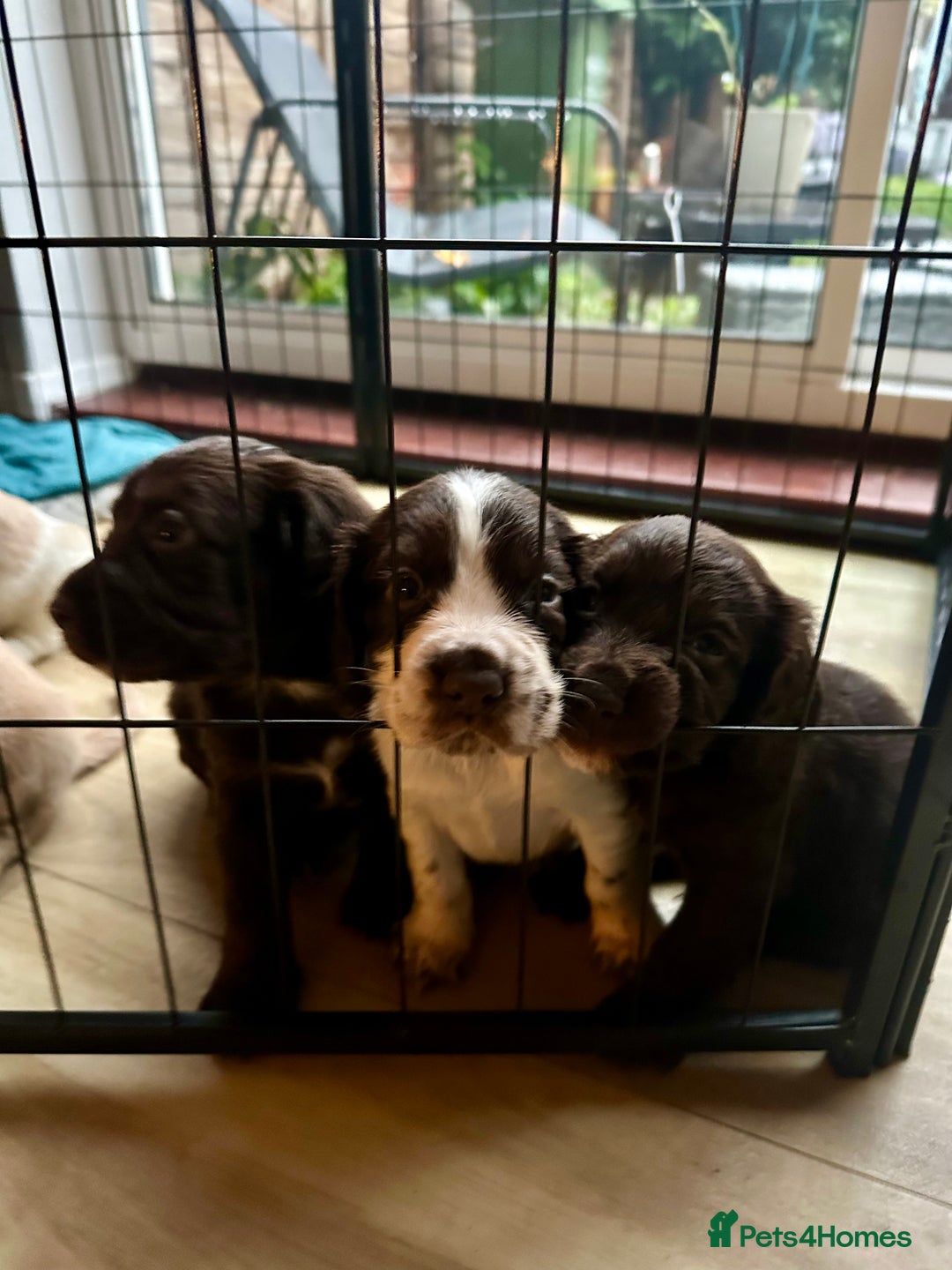 Sprocker dogs for sale: Beautiful spaniel puppies  - Image 12