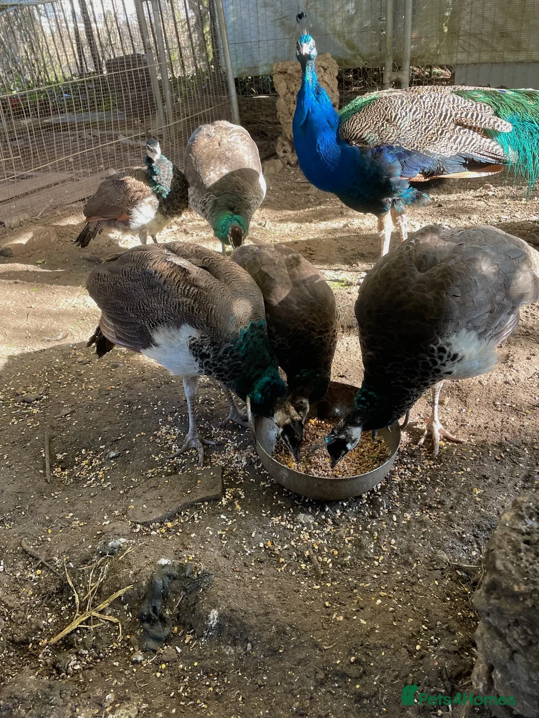 Mixed Breed birds for sale: peafowl - Advert 3