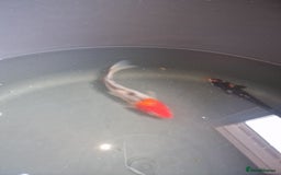 Koi Carp fish for sale: Koi for sale - Image 10