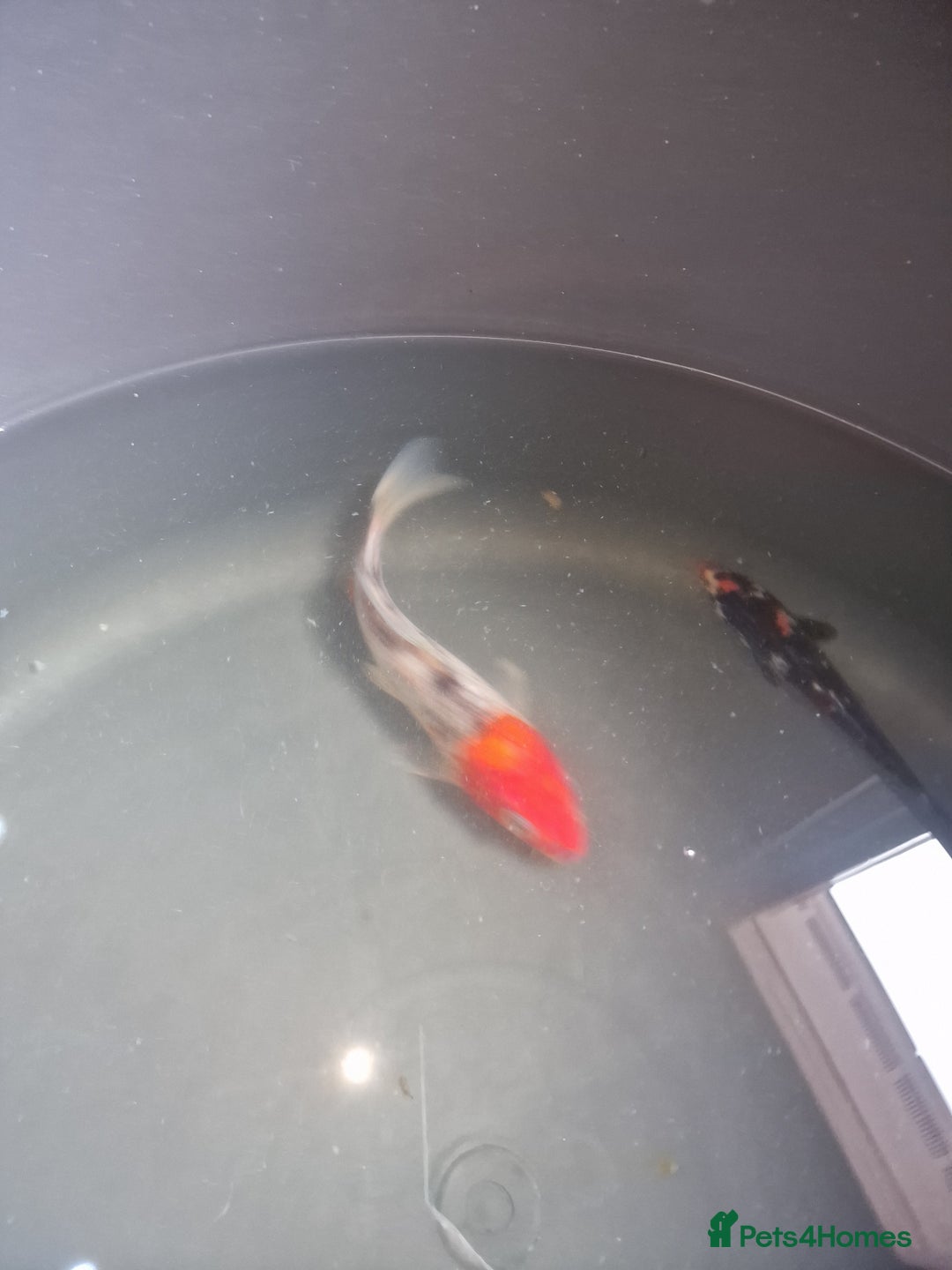 Koi Carp fish for sale: Koi for sale - Image 10
