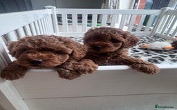 Cavapoo dogs for sale: 2 Beautiful F1B Cavapoo Boys Available!🩵 - Image 13
