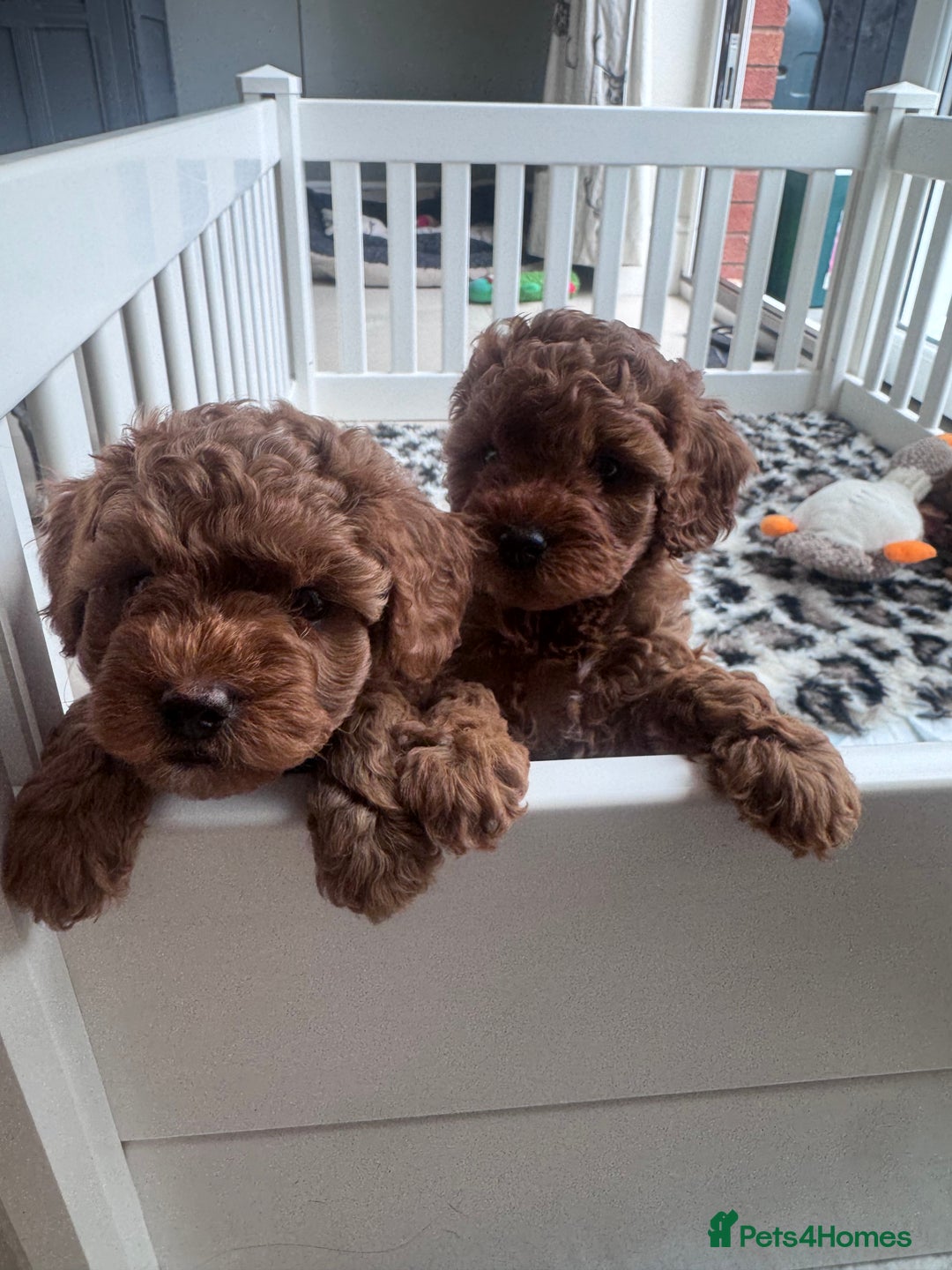 Cavapoo dogs for sale: 2 Beautiful F1B Cavapoo Boys Available!🩵 - Image 13