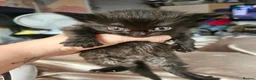 Domestic Shorthair cats for sale: 3 Beautiful Black Kittens - Advert 5