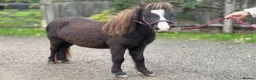Miniature horses for sale: Beautiful and friendly pure Falabella Filly - Advert 6