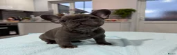 French Bulldog dogs for sale: French Bulldog puppies one girl and one boy - Advert 7