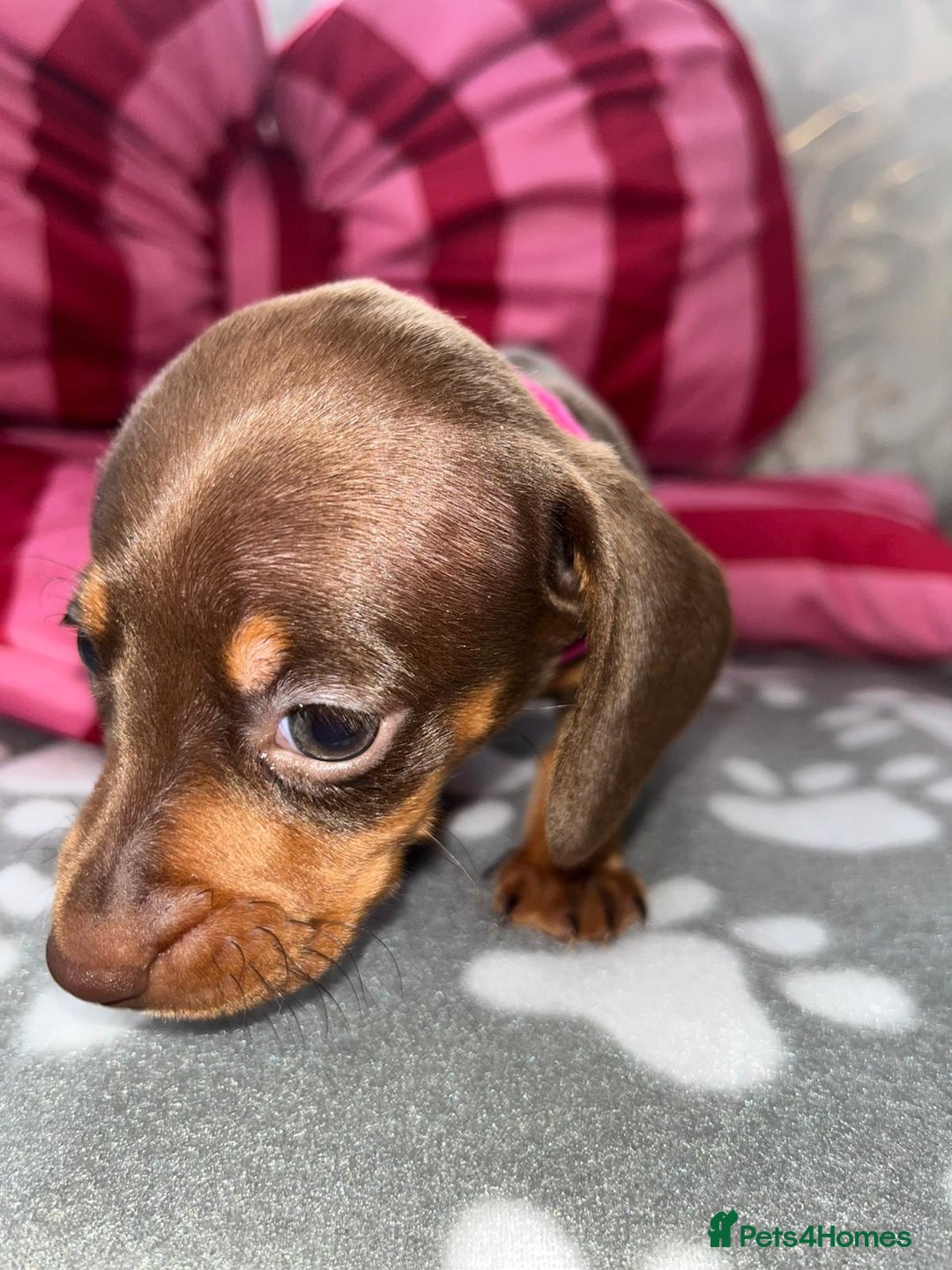 Dachshund dogs for sale: Dachshund puppies  - Image 10