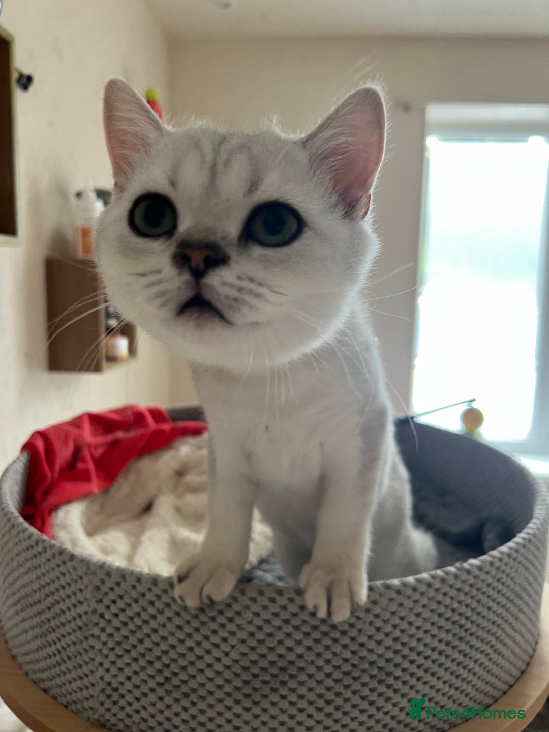 Scottish Fold cats for sale: Scottish Kittens – Fold & Straight – Ready Now - Image 10