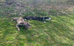 American Bull Staffy dogs for sale: 2 year old female American staffy - Image 2