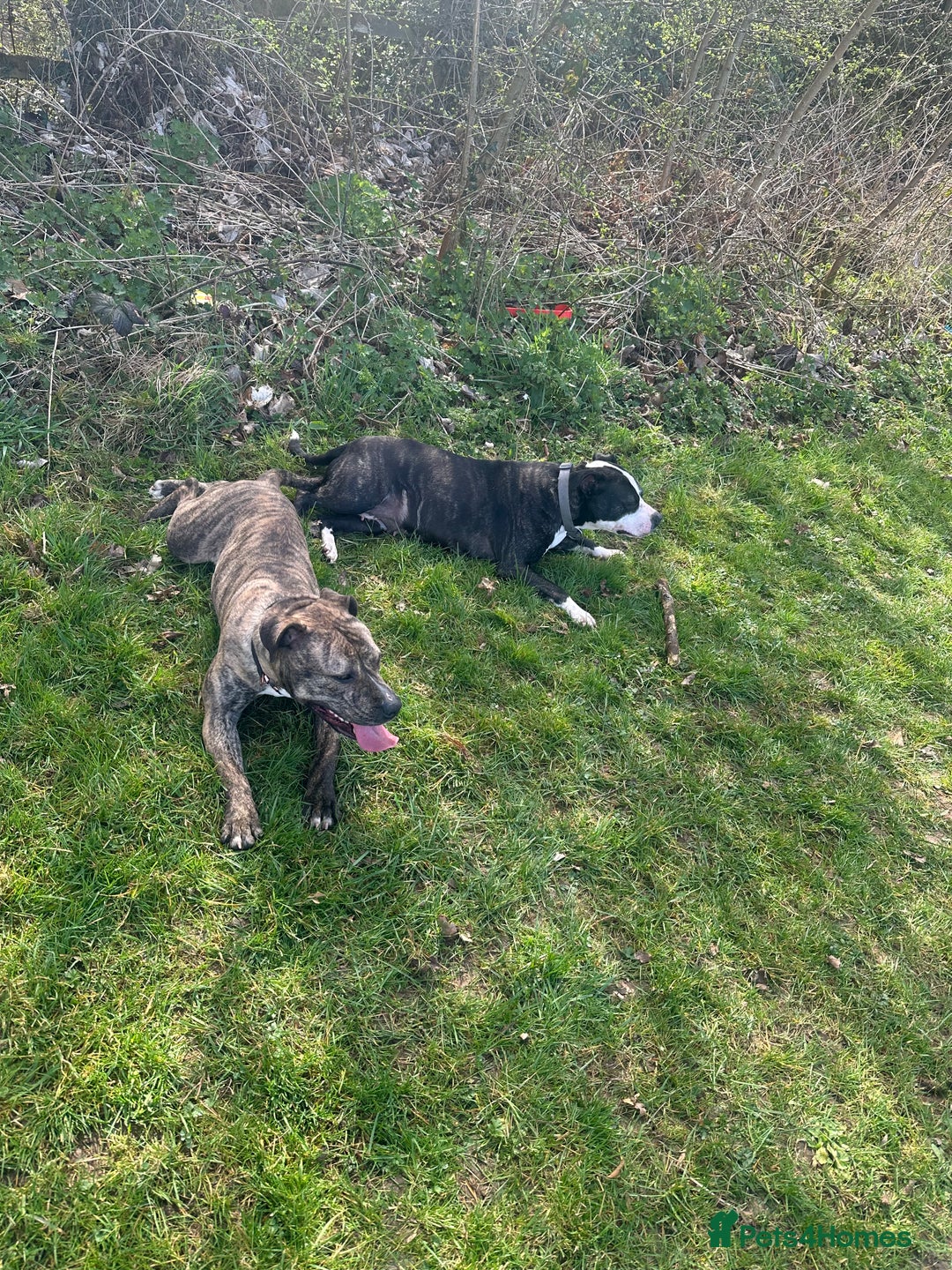 American Bull Staffy dogs for sale: 2 year old female American staffy - Image 2