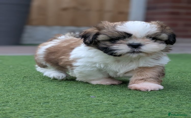 Shih Tzu dogs - Advert 15
