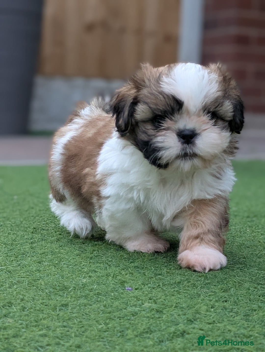 Shih Tzu dogs for sale: Beautiful Puppies From Show Lines  - Image 1