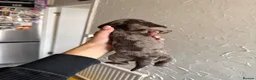 Miniature Dachshund dogs for sale: Beautiful Miniature Dachshund Puppies in Stanford-le-Hope - Advert 12