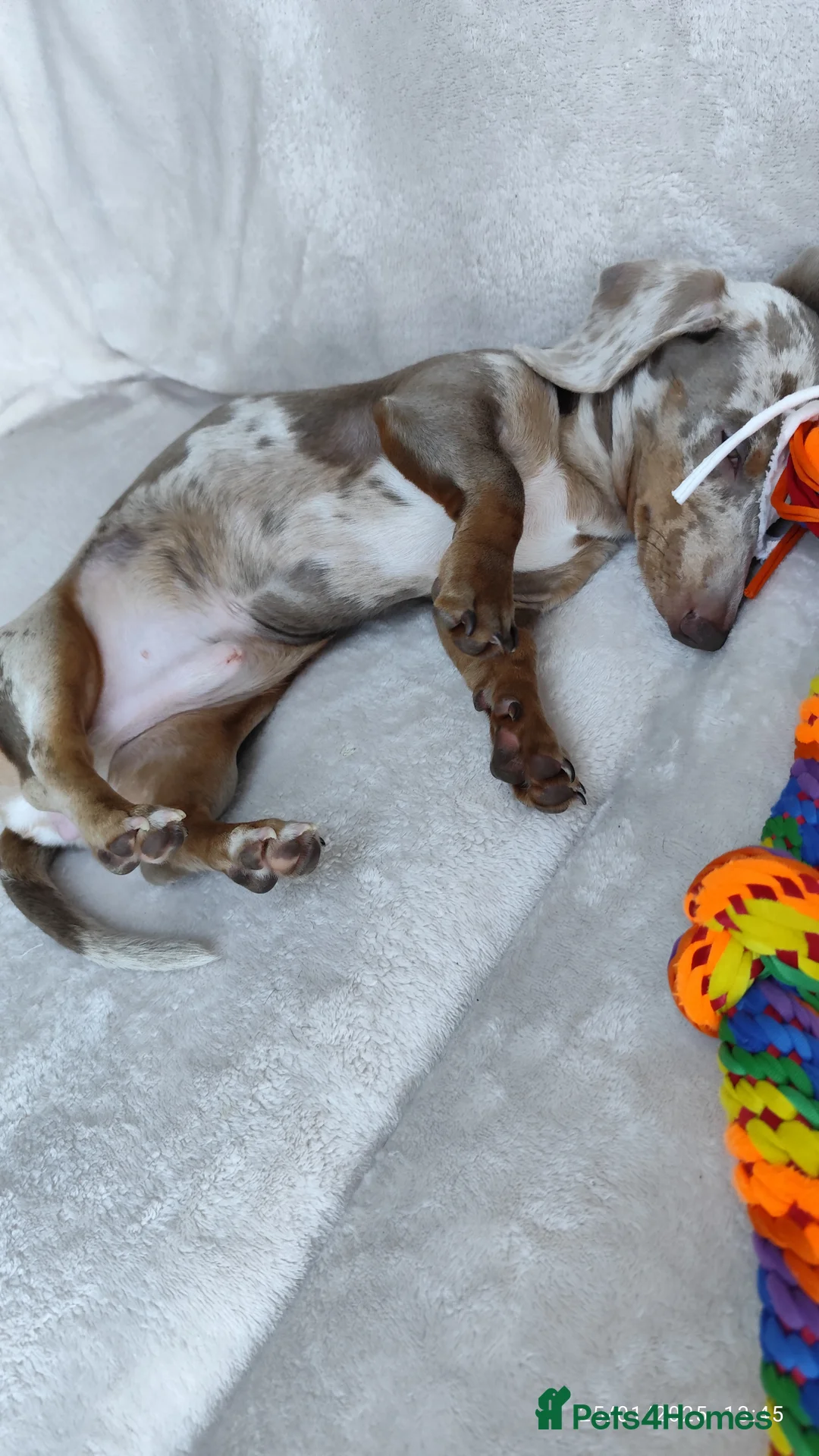 Miniature Dachshund dogs for stud: Mini daushaund smooth haired   - Advert 2