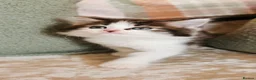 Maine Coon cats for sale: 🐾 Beautiful Maine Coon Kittens 🐾 - Advert 14