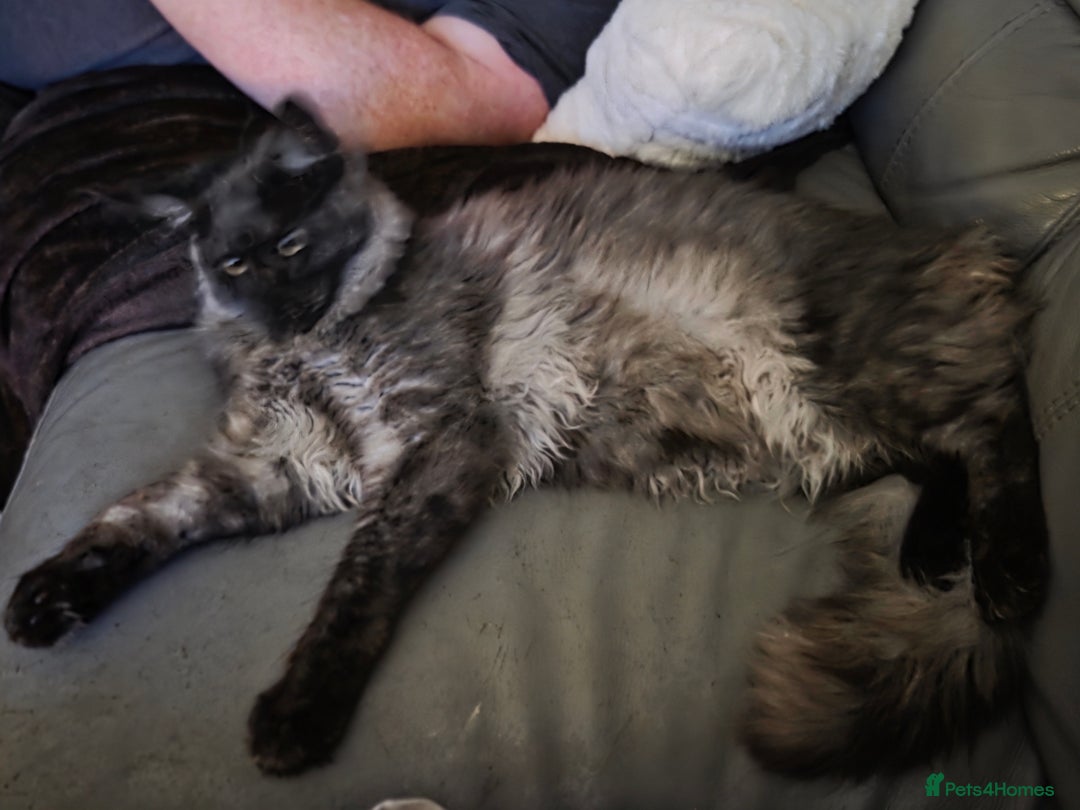 Maine Coon cats for sale: Maine coon - Image 4