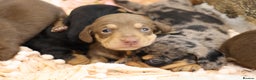 Miniature Dachshund dogs for sale: KC Miniature Dachshund Puppies - Advert 8