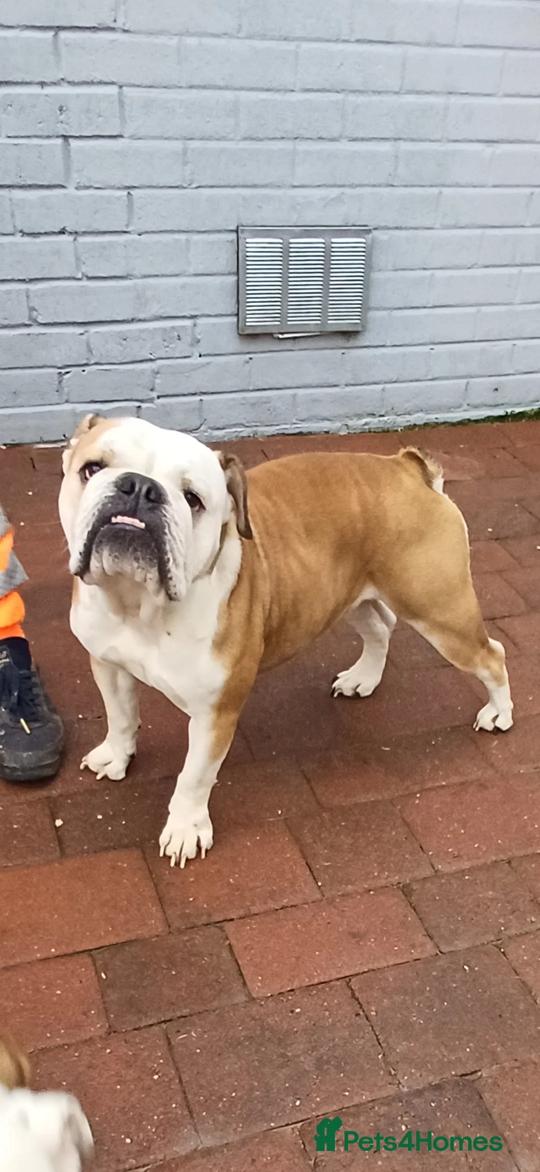 English Bulldog dogs for sale: Needing to rehome peggy - Advert 1