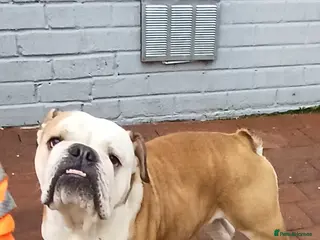 English Bulldog dogs Needing to rehome peggy - Advert 1