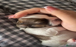 Shih Tzu dogs for sale: NEW Beautiful shih tzu puppies!!  - Image 6