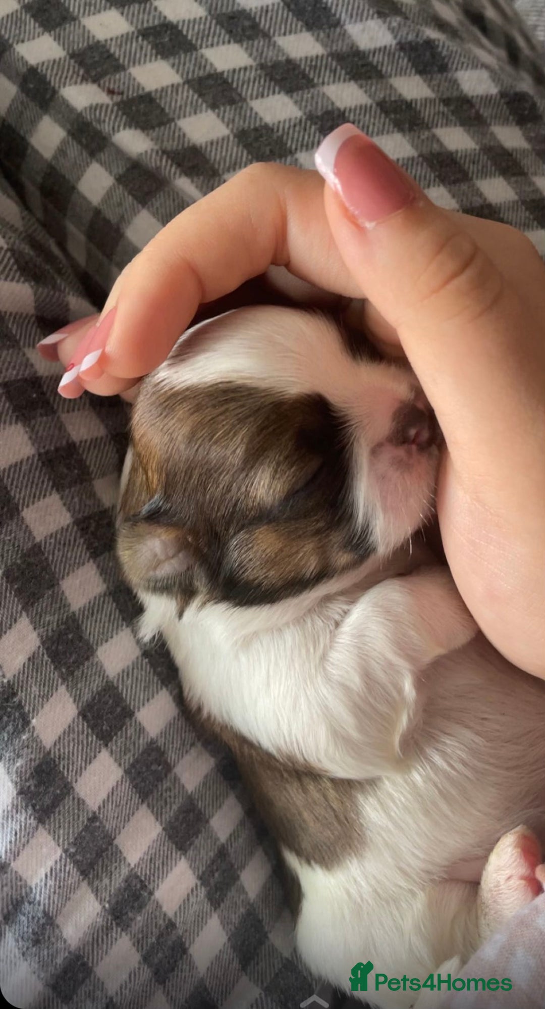 Shih Tzu dogs for sale: NEW Beautiful shih tzu puppies!!  - Image 6