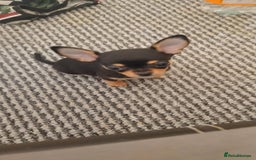 Chihuahua dogs for sale: S706AB - Image 2