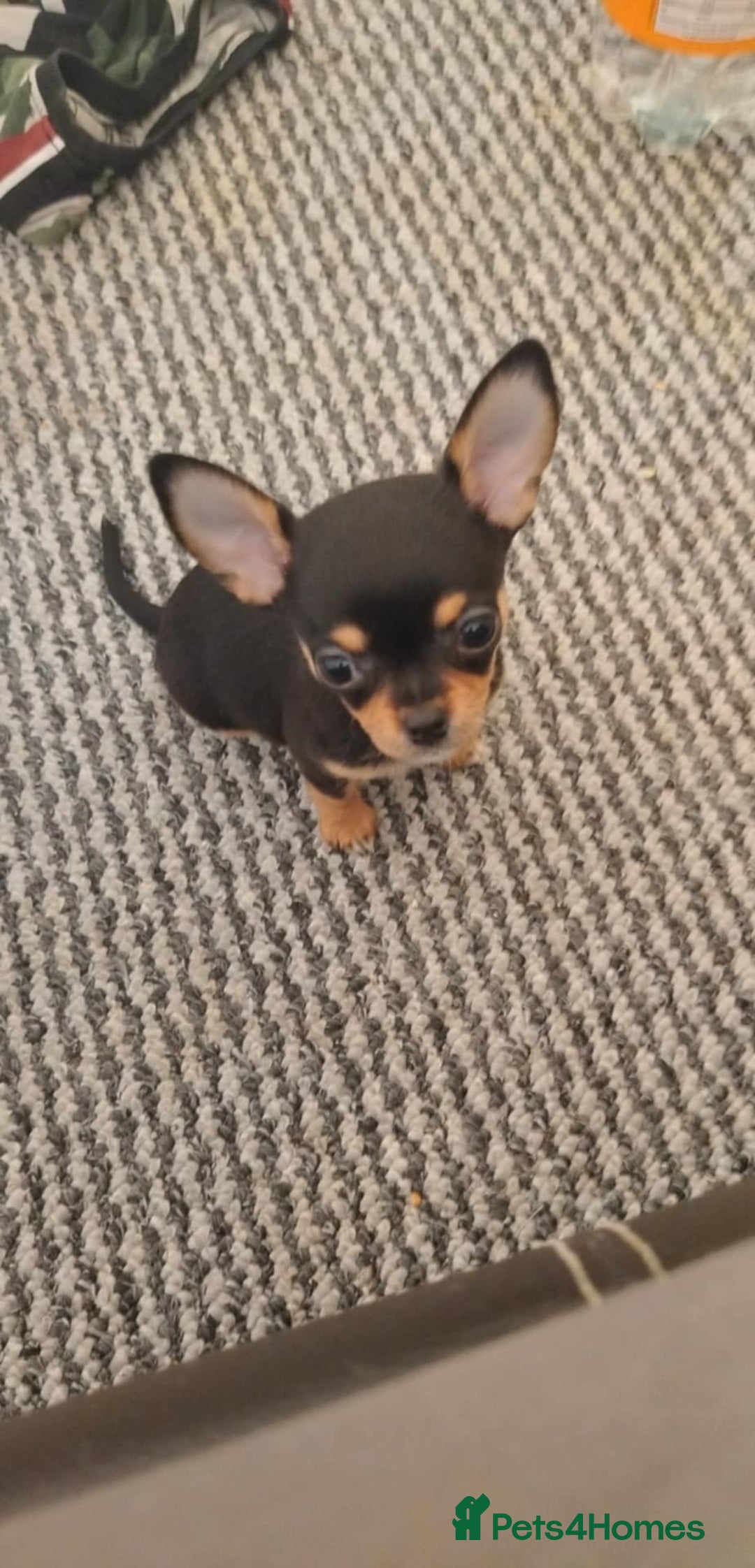 Chihuahua dogs for sale: S706AB - Image 2