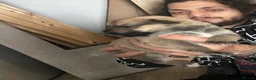 Mixed Breed dogs for sale: 6 Cane Corso x puppies  in Barking - Advert 7