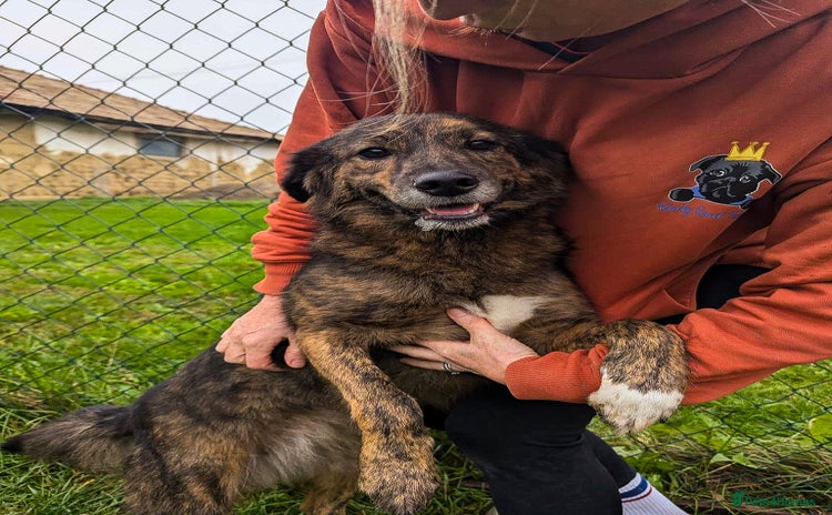 Mixed Breed dogs Dara for adoption - Advert 1