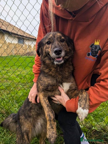 Mixed Breed dogs Dara for adoption - Advert 1