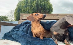 Miniature Dachshund dogs for stud: Smooth red miniature dachshund for stud - Image 1